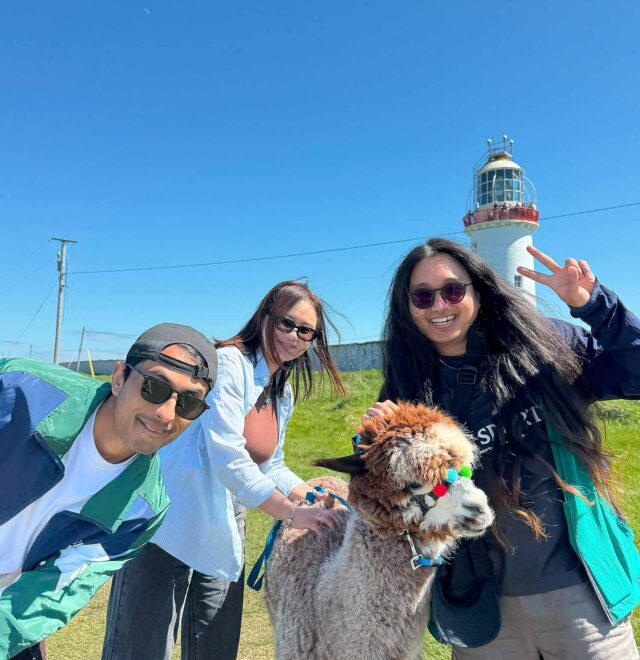 Alpaca Walks at the Loop Head Lighthouse, The Flying Alpaca 6.