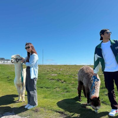 Alpaca Walks at the Loop Head Lighthouse, The Flying Alpaca 8