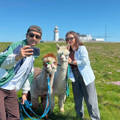 Alpaca Walks at the Loop Head Lighthouse, The Flying Alpaca 9