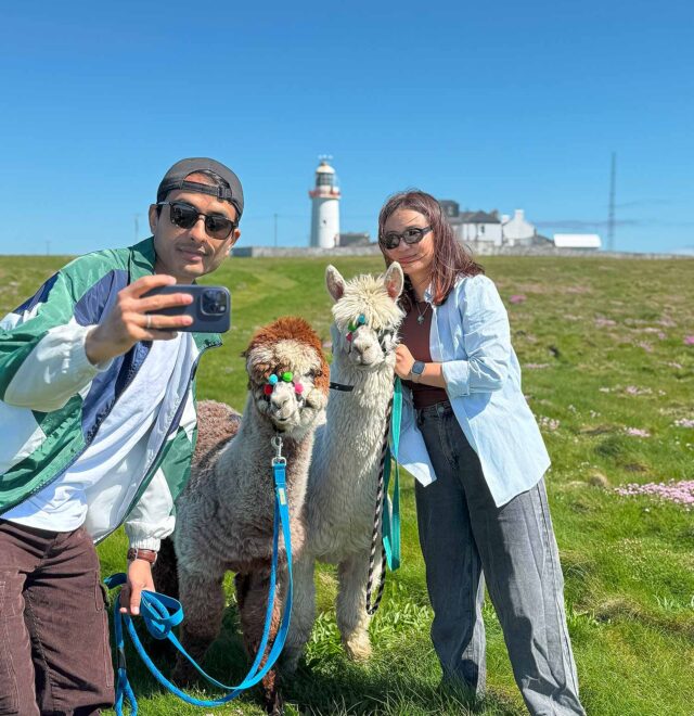 Alpaca Walks at the Loop Head Lighthouse, The Flying Alpaca 9.