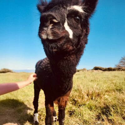 Full Alpaca Experience, The Flying Alpaca 10