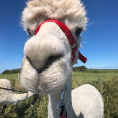 Full Alpaca Experience, The Flying Alpaca 13