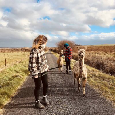 Full Alpaca Experience, The Flying Alpaca 14