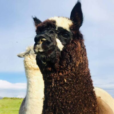 Full Alpaca Experience, The Flying Alpaca 15