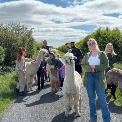 Full Alpaca Experience, The Flying Alpaca 6