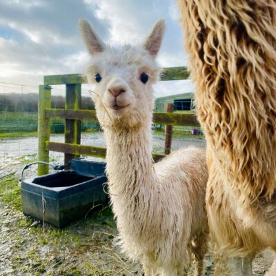Full Alpaca Experience, The Flying Alpaca 8