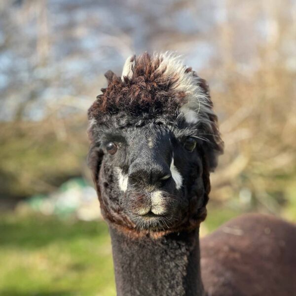 Meet Beaufighter alpaca 3.