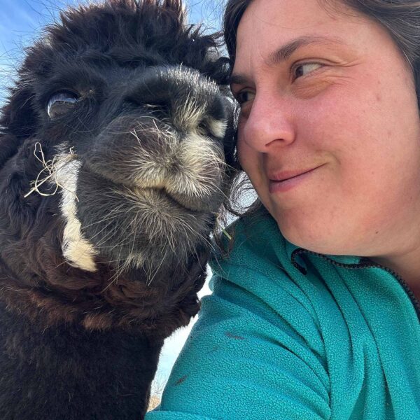 Meet Beaufighter alpaca 4.