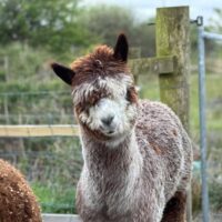 Meet Cappuccino, The Flying Alpaca, Kilkee