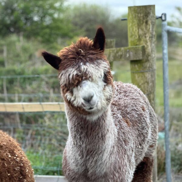 Meet Cappuccino, The Flying Alpaca, Kilkee