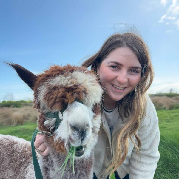 Meet Cappuccino, The Flying Alpaca, Kilkee, Clare, Ireland
