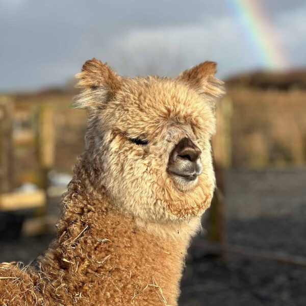 Meet cloud, The Flying Alpaca, Kilkee Ireland 3.