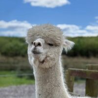 Meet Dorito and visit The Flying Alpaca, Kilkee Ireland