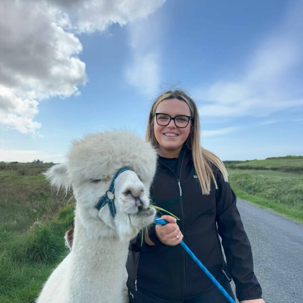Meet Dorito and visit The Flying Alpaca farm, Kilkee, Clare Ireland