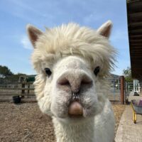 Meet Fred alpaca, The Flying Alpaca, Kilkee Ireland