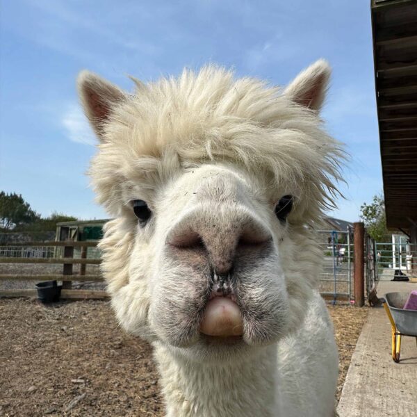 Meet Fred alpaca, The Flying Alpaca, Kilkee Ireland