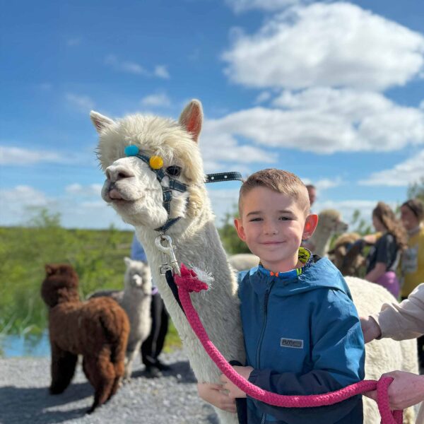 Meet Fred and visit The Flying Alpaca, Kilkee, Clare Ireland
