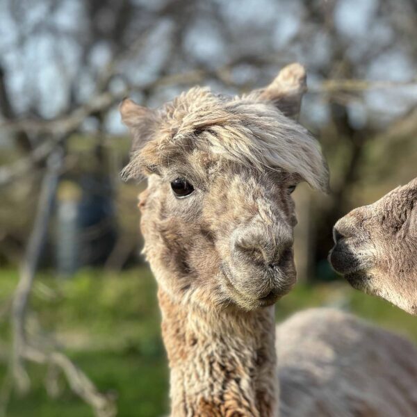 Meet Godiva The Princess alpaca 3.