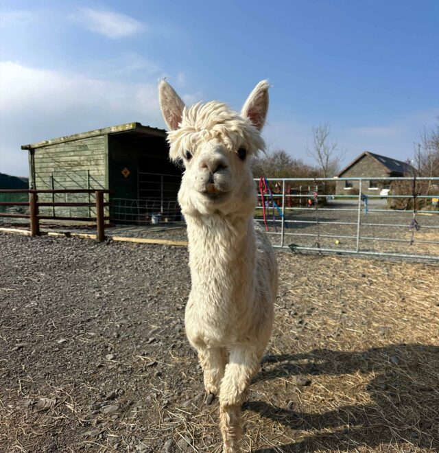 Jozi, The Flying Alpaca, Kilkee, Clare, Ireland