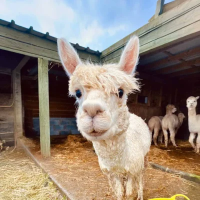 Meet our star Jozi, The Flying Alpaca, Kilkee Ireland
