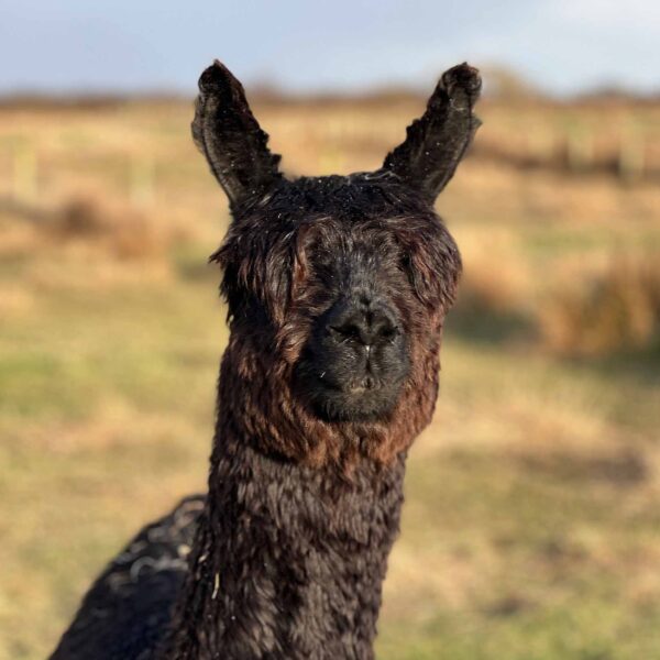 Meet Maverick alpaca 3.