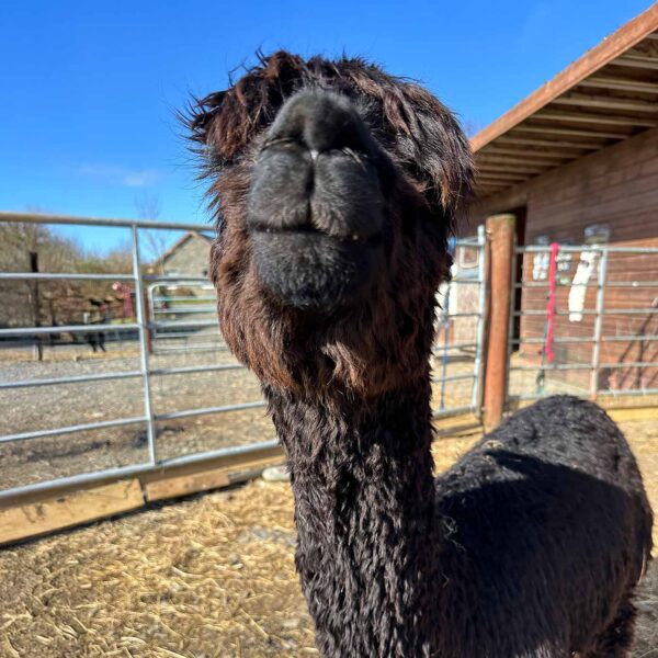 Meet Maverick alpaca 4.
