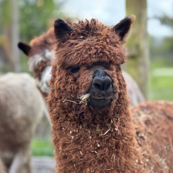 Meet Pancake alpaca, The Flying Alpaca