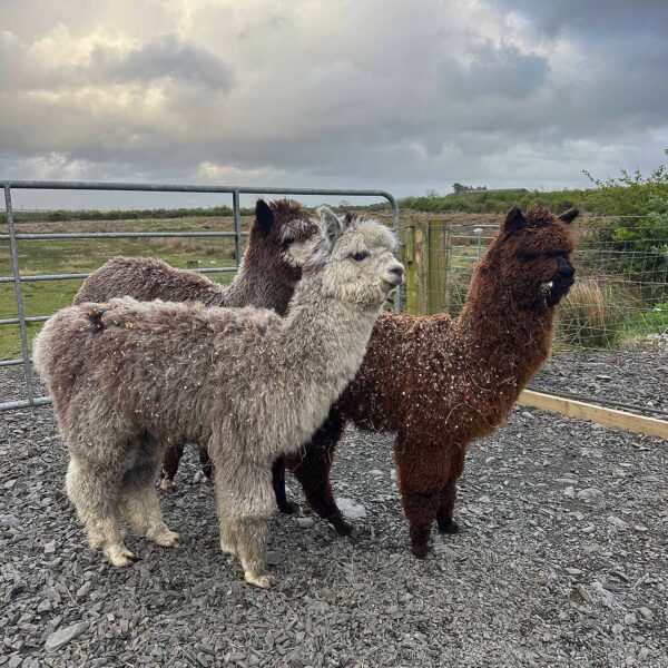 Meet Pancake alpaca, The Flying Alpaca 2.