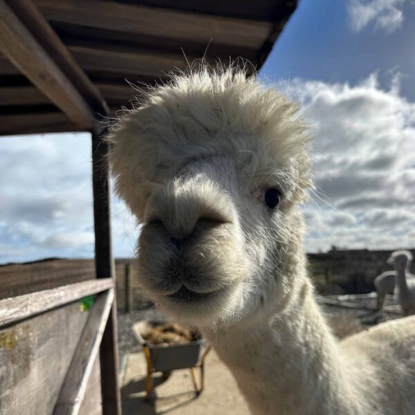 Meet Spitfire alpaca 3.