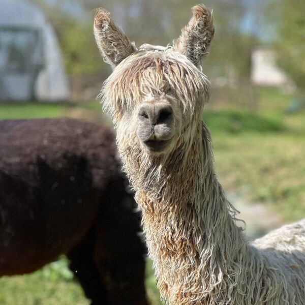 Meet Starry Night alpaca 3.