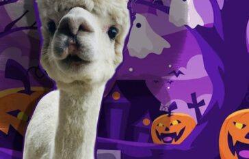 alpaca-halloween-experiences