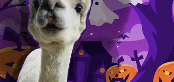 alpaca-halloween-experiences