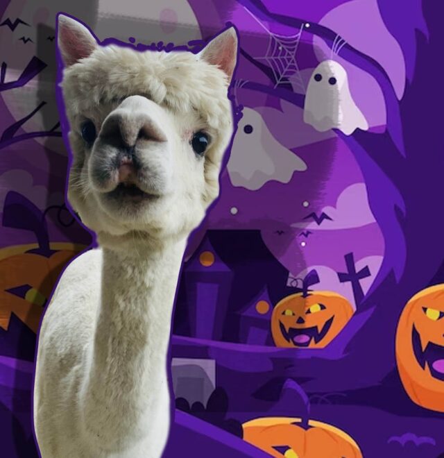 alpaca-halloween-experiences
