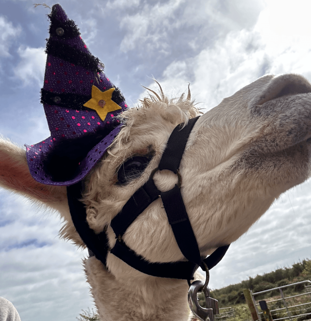 alpaca halloween ireland