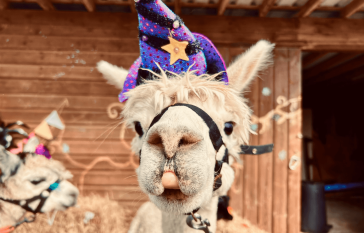alpaca-halloween