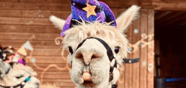 alpaca-halloween